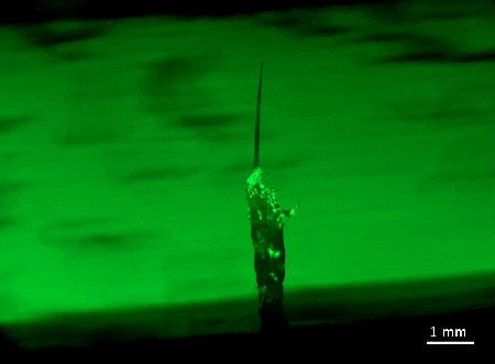 Looping gif video of a lab grown tower of C. elegans wriggling under a microscope