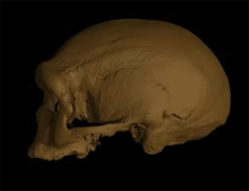 Animated gif of a rotating 3D virtual reconstruction of the fossil cranium found near Harbin, China
