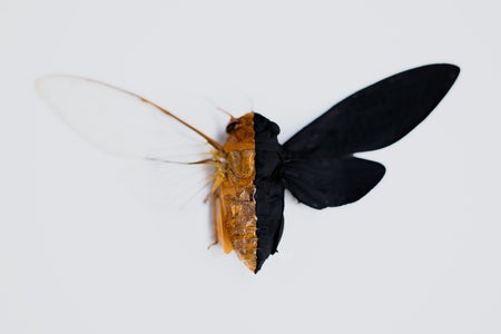 A simulation of Vantablack on a cicada, with one side painted very deeply black