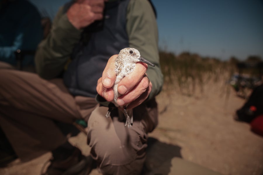 A small bird is held between the clashed hand of a man whose face we cannot see