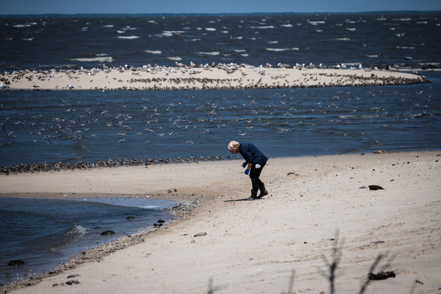 A woman stands on a beach surrounded by birds