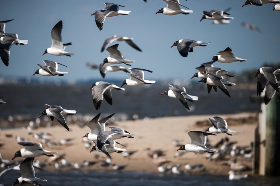 A large group of white birds with black heads and red beaks in flight.