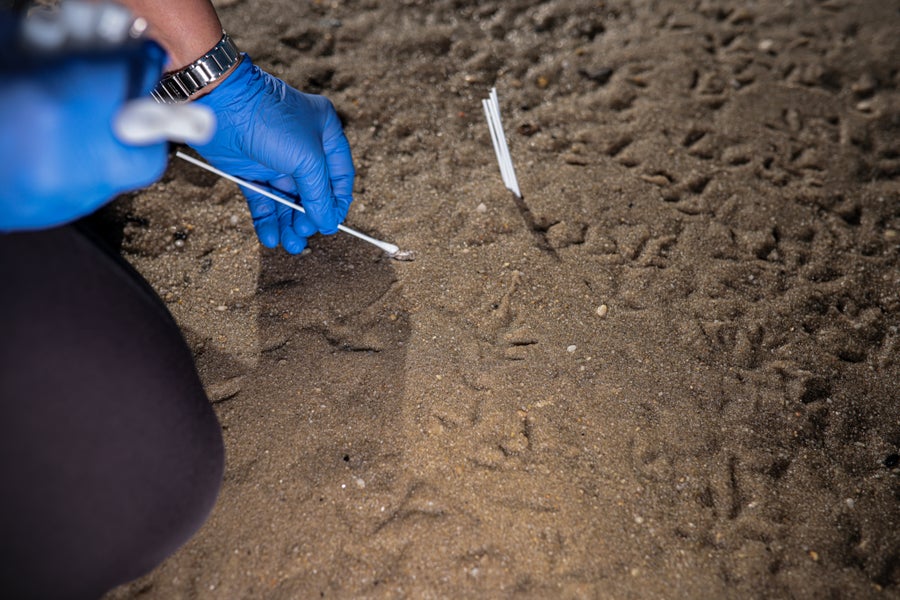 An image of hands with blue rubber gloves holding a Q-tip that's swabbing a white blob from sand. The sand itself is covered in bird footprints.