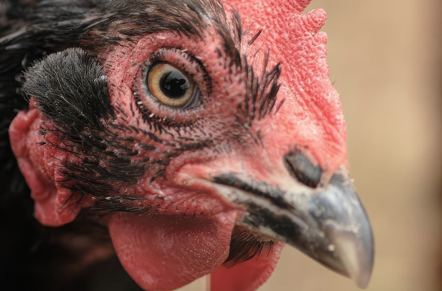A close up of a chicken, which is looking at the camera from its right side