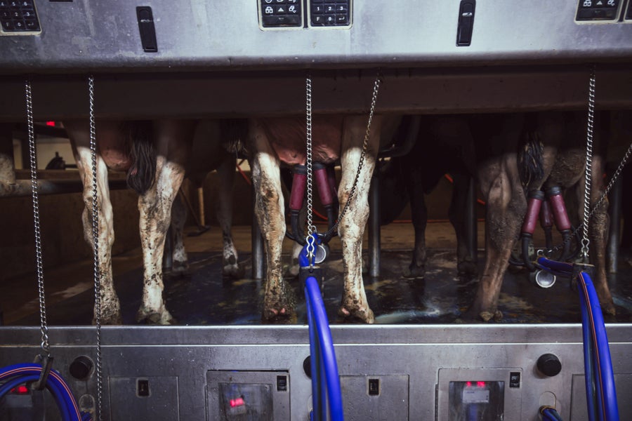 A view of a cow milking parlor that shows the cow's legs and utters and milking machines in a row