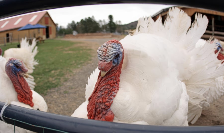 A wide angle view of several turkeys behind a fence at a farm