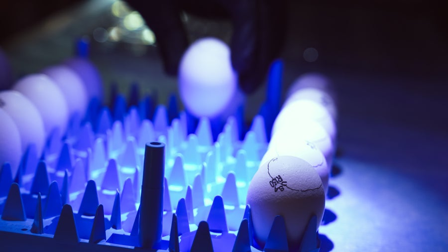 A blue egg tray with eggs marked on their tops with circles and lettering under a laboratory light with a hand in a black glove plunking an egg from the back row