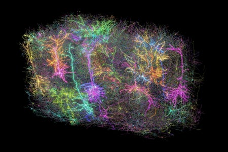 A rendering of more than 1,000 brain cells out of the those reconstructed from analysis of a cubic millimetre of brain tissue from a mouse.