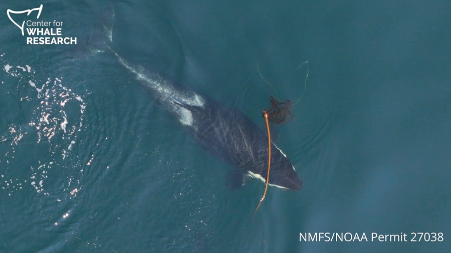 An orca rubs against kelp in the open water