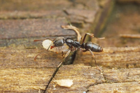 Close up of an Asian Needle Ant (Brachyponera chinensis) worker walking on wood, carrying and moving a larva from a disturbed nest