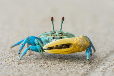 Beautiful blue crab with large yellow claw