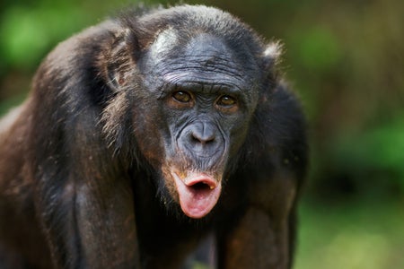 Close up portrait of a mature male bonobo making a vocalization