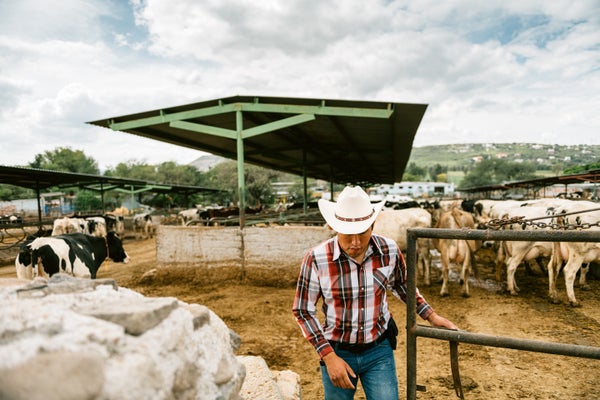Farmer working on a cattle farm, opening and walking through a gate of a pen with cows in the background