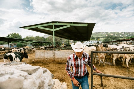 Farmer working on a cattle farm, opening and walking through a gate of a pen with cows in the background