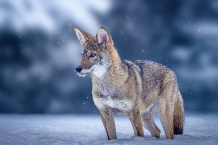 Red wolf standing in snow