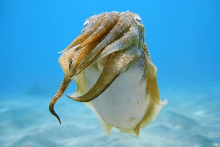 Close up view of a wild common cuttlefish (Sepia officinalis) underwater