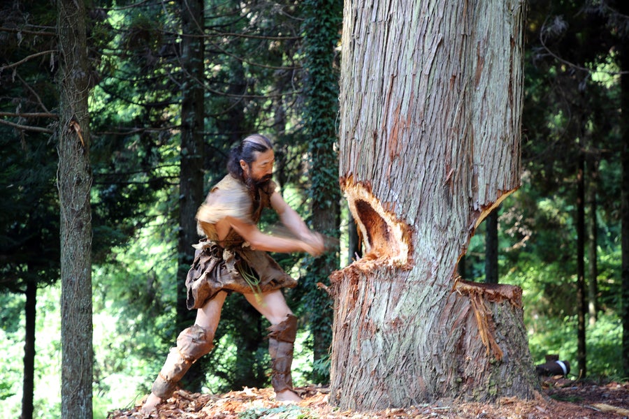 A man chopping thick trunk of cedar tree