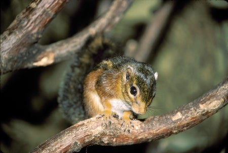 Cuvier's fire-footed squirrel (Funisciurus pyrrhopus) in a tree.