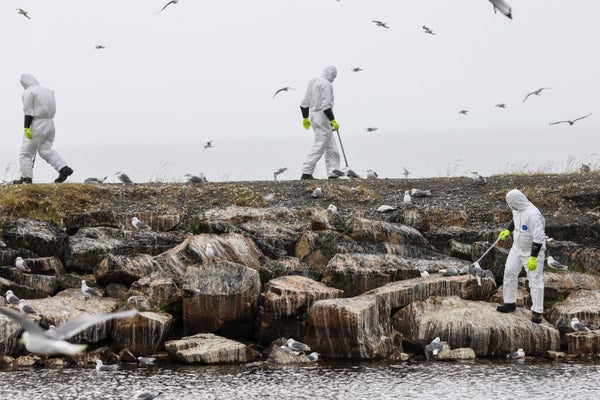 People in hazmat suits collect dead birds on rocky shoreline
