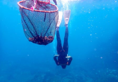 Diver underwater with basket in foreground