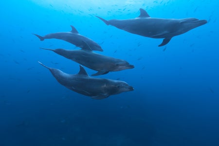 Pod of four dolphins swim close together