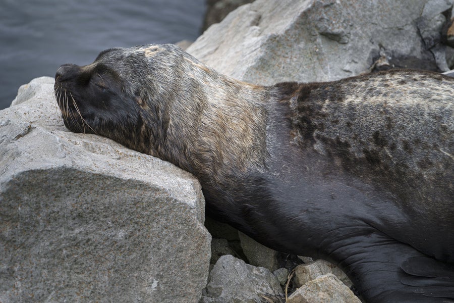 Dying sea lion with head resting on rock