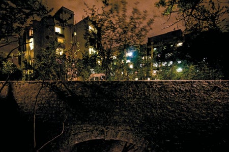 A leopard walks across a bridge at night in Mumbai.