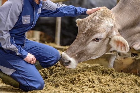 A Caucasian female farmer in blue coveralls gently pets a cow, channeling care and connection with her livestock on the farm