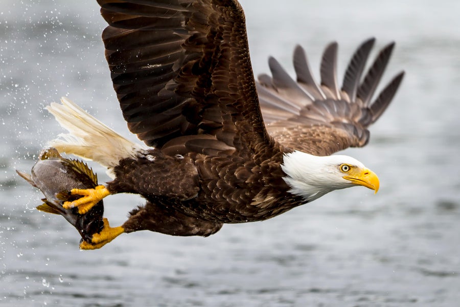 Flying eagle with fish in talons