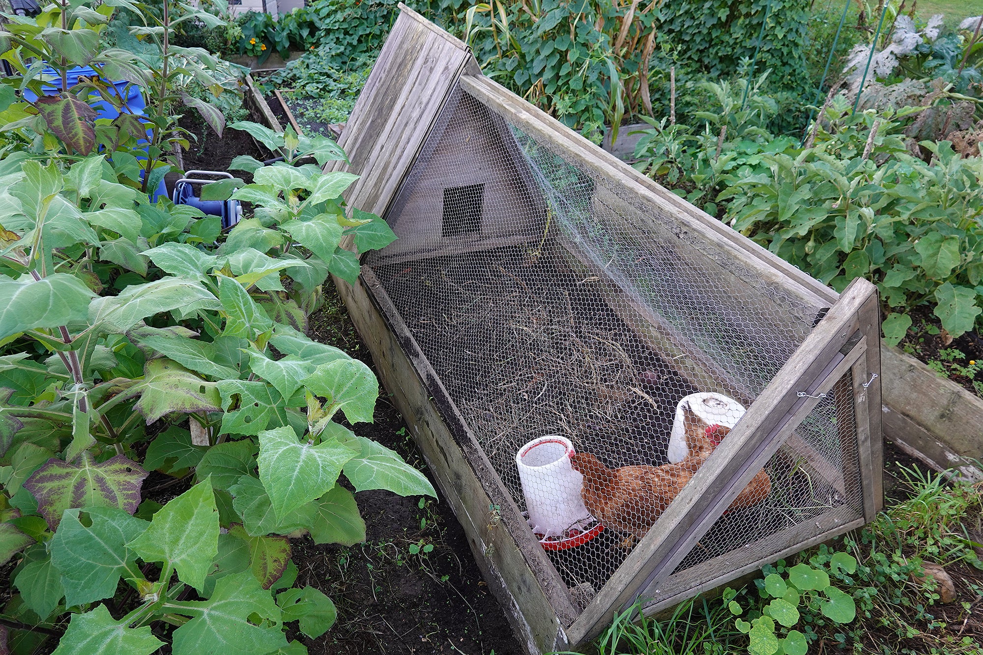 A-frame chicken coop containing two red hens, in a lush garden