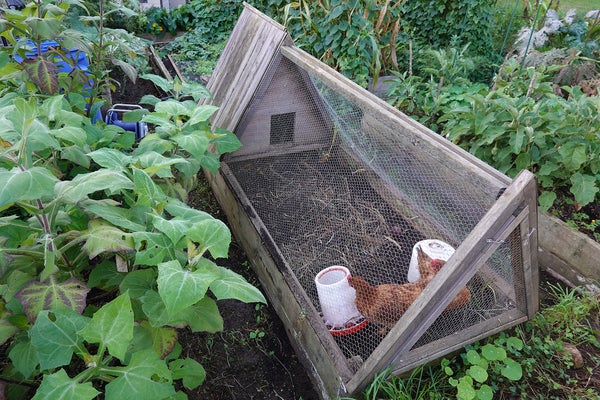 A-frame chicken coop containing two red hens, in a lush garden