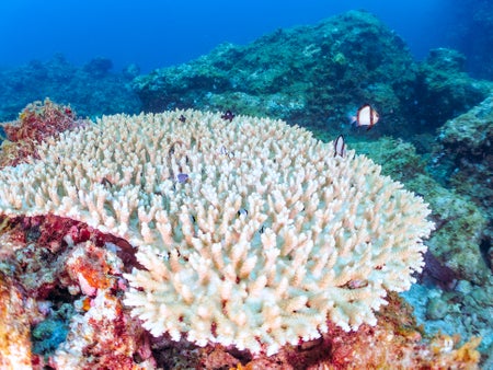 Bleached and unbleached coral