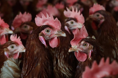 Chickens stand in a henhouse in Petaluma, California on February 18, 2025.