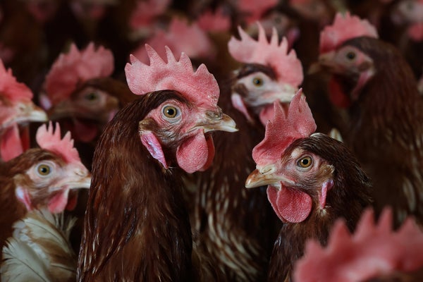 Chickens stand in a henhouse in Petaluma, California on February 18, 2025.