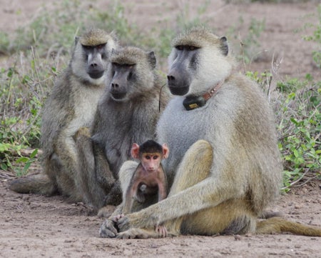 Infant baboon with 3 adult baboons