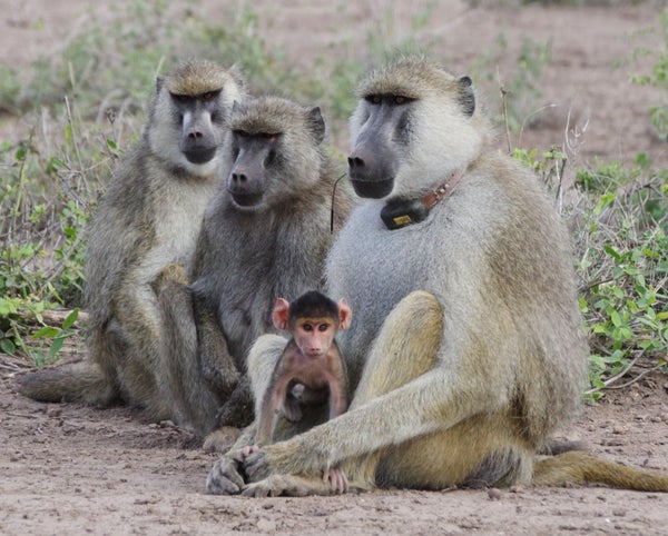 Infant baboon with 3 adult baboons