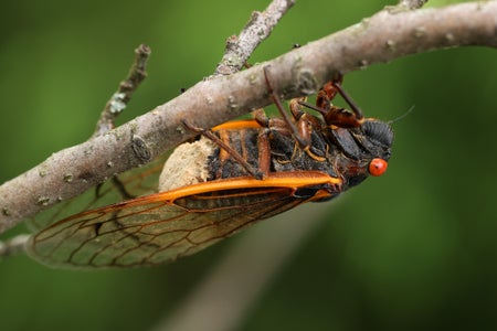 Cicada, upside-down on twig, exposes crusty underbelly
