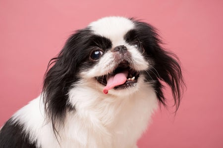 Cute black and white dog against pink background