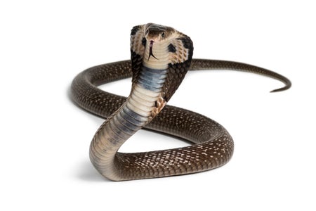 King cobra rising on white background