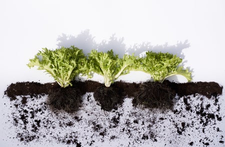Conceptual row of organic lettuce with roots growing with soil line on white background.