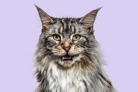 Close-up on a main coon cat meowing, purple background