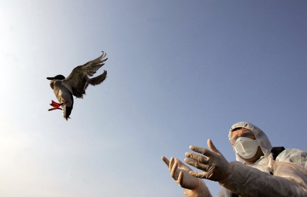 Man in hazmat suit releases duck