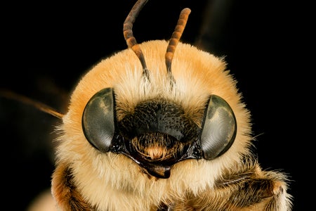Frontal view of fuzzy bee face