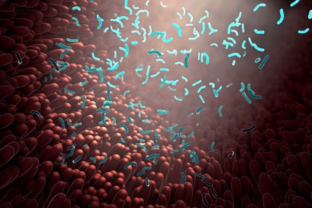 Illustration of bacteria as part of the intestinal microbiome in the digestive tract.