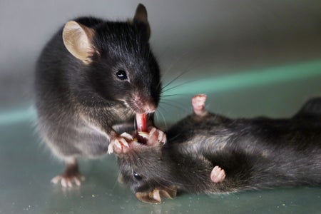 Photo of the tongue pulling behavior of mice