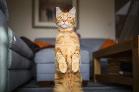 Orange cat in domestic living room, standing up on his hind legs looking alert and staring past the camera