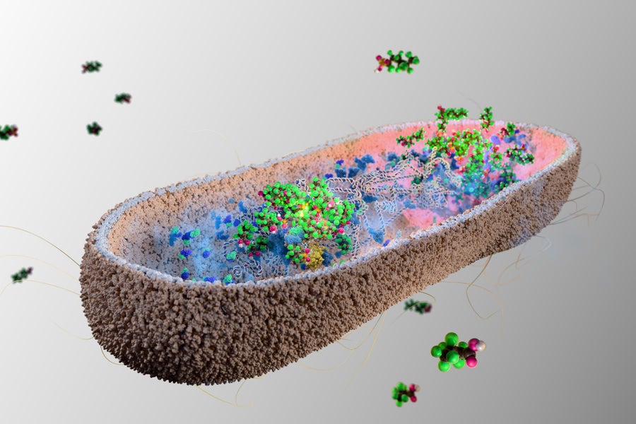 Illustration of gut bacteria on a gray background with a cross section showing accumulating perfluorononanoic acid—a forever chemical—as dense clumps inside