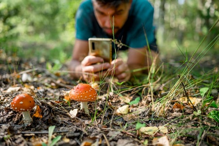 Man kneeling down photographing mushrooms in a forest with smartphone