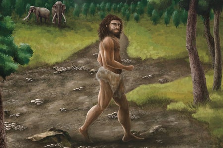 Illustration of a robust Denisovan male walking under the bright sun of Taiwan in an open area surrounded by woods with pleistocene elephants visible in the distance