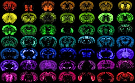 A montage of multiple images showing different populations of cells in the mouse brain, each one targeted with high specificity by one of the many new genetic tools developed at the Allen Institute.